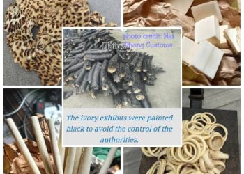 Nigeria Customs Apprehends 3 Suspects for Wildlife Crime 