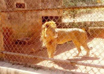 Lion Kills Handler At Obasanjo’s zoo.