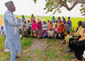 Rice Farmers in Niger State Advised to Adopt Good Agronomy Practices for Higher Yields