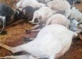 Lightning Strikes, Killing Cows and Herder in Kaduna.