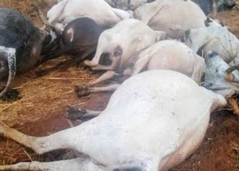 Lightning Strikes, Killing Cows and Herder in Kaduna.