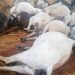 Lightning Strikes, Killing Cows and Herder in Kaduna.