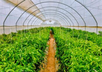 Niger State Government to Begin Exporting Flower and Vegetables.