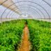 Niger State Government to Begin Exporting Flower and Vegetables.