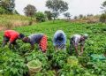 Wet season: Farmers in Kogi, Niger, Nasarawa want inputs, security