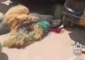 Tragedy Strikes as Keke Kills Masquerade During Festival in Anambra