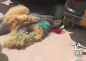 Tragedy Strikes as Keke Kills Masquerade During Festival in Anambra