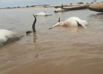 Over 100 Cattle Die Mysteriously While Crossing River Benue.