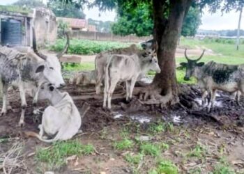 Gov. Bago donates 100 bags of rice, 10 cows to augment corps members feeding 
