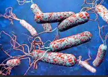 Niger State Battles Cholera Outbreak Despite Patient Recoveries