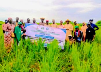 Rice farmers urged to adopt best agric practices to boost output in Niger