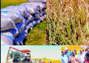 Nasarawa Assembly Praises State’s Agricultural Progress as Jangwa Rice Farm Harvest Commences