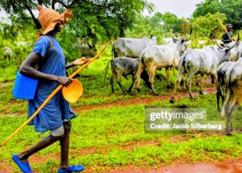 Edo LG Enforces Complete Ban on Open Grazing, Cracks Down on Roaming Cattle