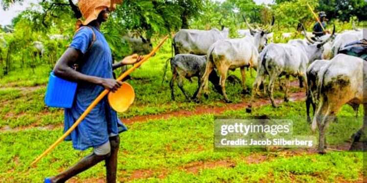 Edo LG Enforces Complete Ban on Open Grazing, Cracks Down on Roaming Cattle