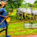 Edo LG Enforces Complete Ban on Open Grazing, Cracks Down on Roaming Cattle