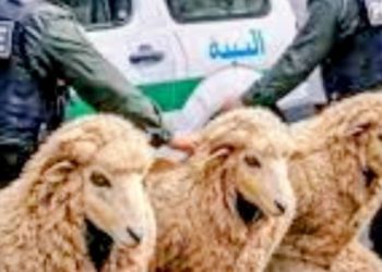Police  arrested men trying to enter Spain disguised as sheep.
