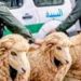 Police  arrested men trying to enter Spain disguised as sheep.
