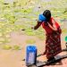 Langtang South, Kadarko  residents scavenge for water with animals ,as scarcity bits 
